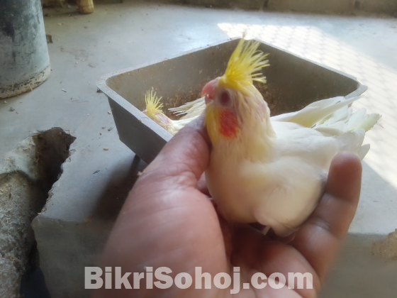 লাল চোখের কোকাটেইল বেবী হাতবদল হবে